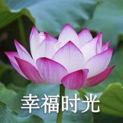 热血武道会手机版下载